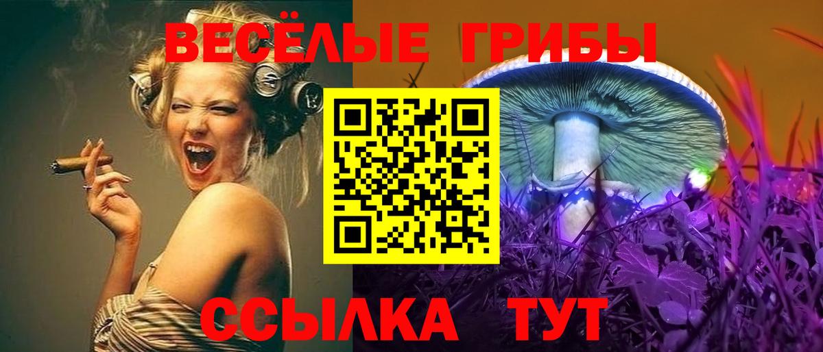 Галлюциногенные грибы Psilocybine cubensis Курчалой